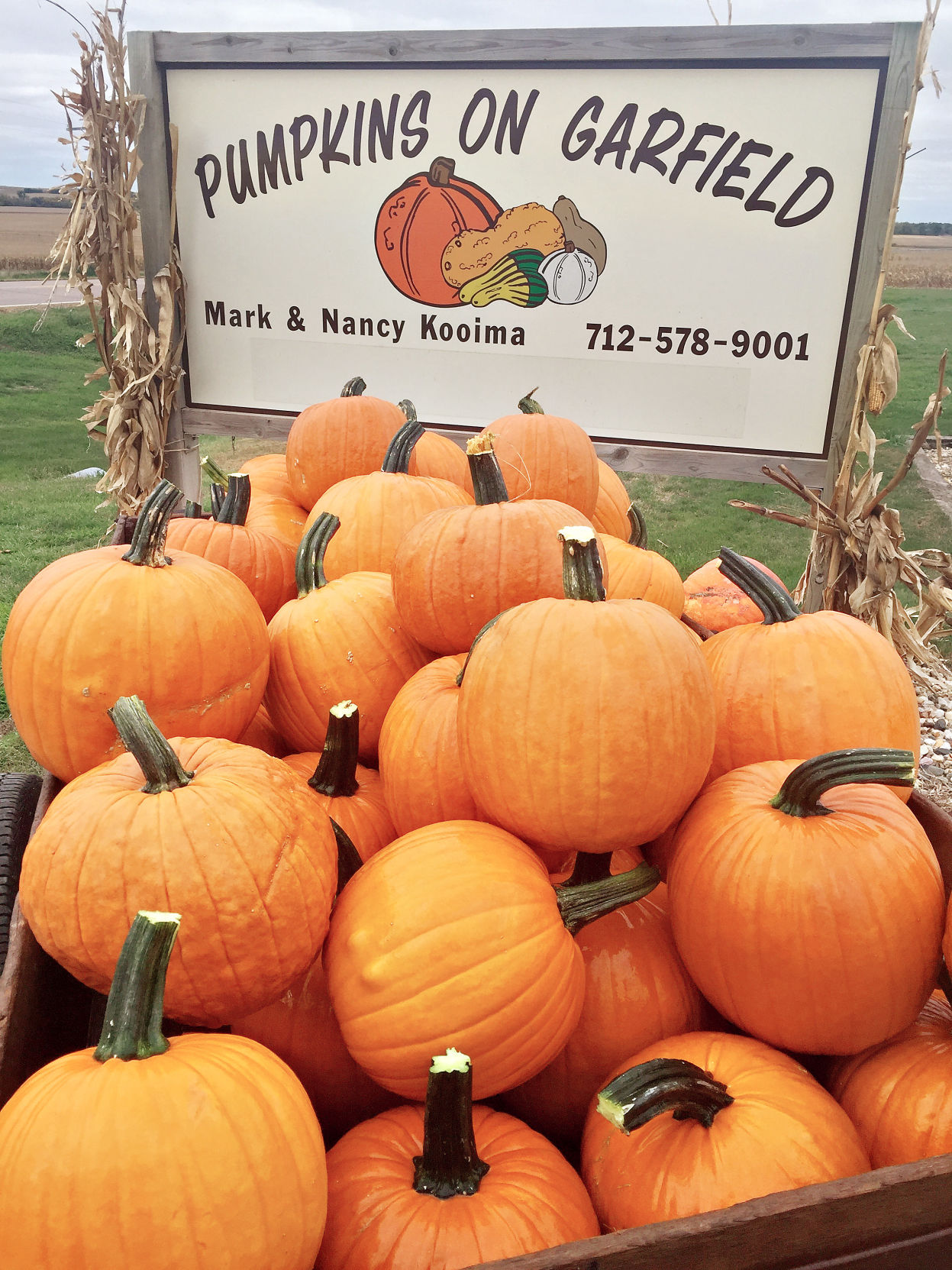 Pumpkins on Garfield 2